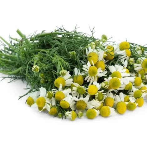 Chamomile