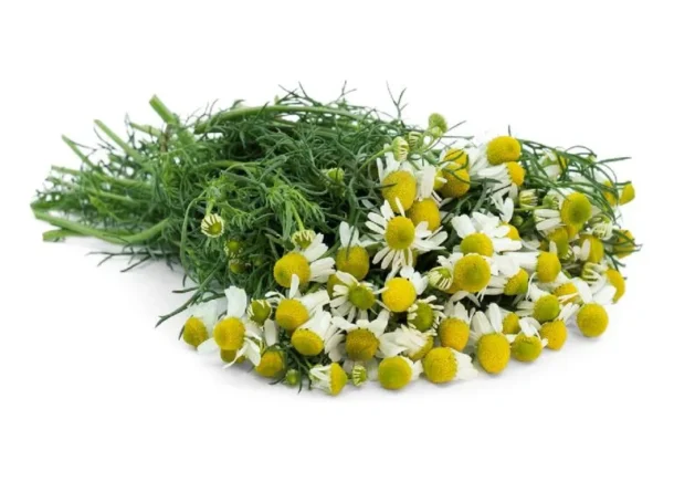 Chamomile
