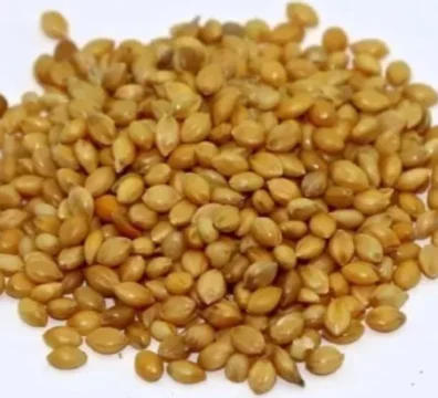 Foxtail millet