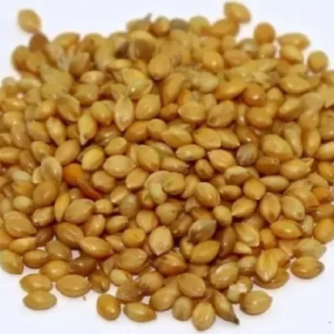 Foxtail millet