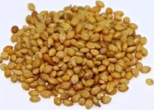 Foxtail millet