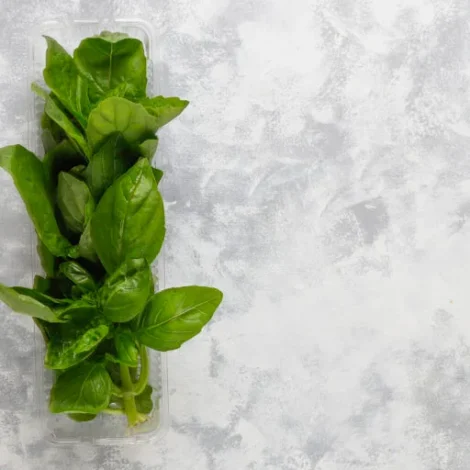 Basil Leaves
