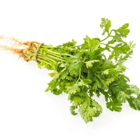 Coriander Leaves