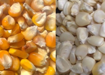 Maize(white/yellow)