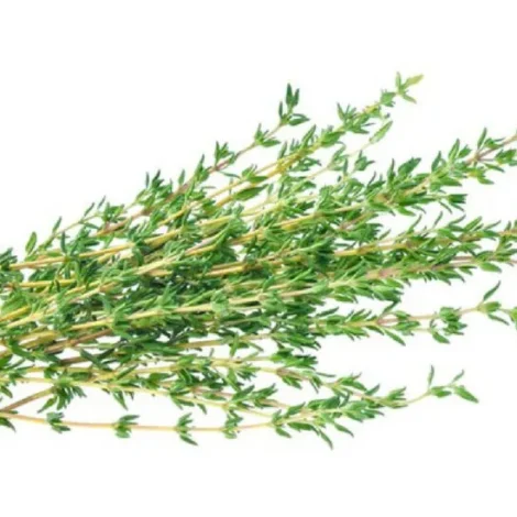 Thyme